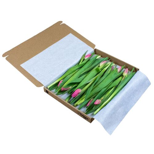 12 tulips in box - Image 3